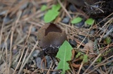 Peziza phyllogena image