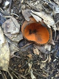Caloscypha fulgens image
