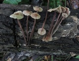 Gymnopus spongiosus image