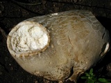 Calvatia booniana image