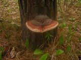 Fomitopsis mounceae image