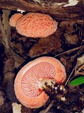 Rhodotus palmatus image