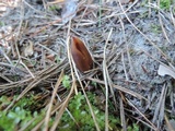 Helvella silvicola image