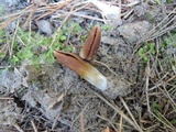 Helvella silvicola image