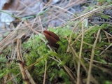 Helvella silvicola image