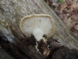 Pleurotus dryinus image
