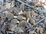 Morchella americana image