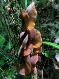 Auricularia angiospermarum image