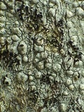 Image of Skyttea pertusariicola
