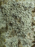 Skyttea pertusariicola image