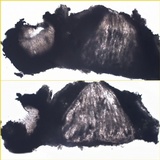 Skyttea pertusariicola image