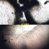 Skyttea pertusariicola image