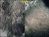 Skyttea pertusariicola image