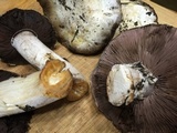 Agaricus moronii image