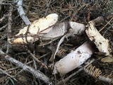 Agaricus moronii image