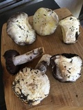 Agaricus moronii image