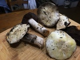 Agaricus moronii image
