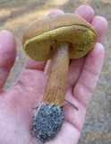 Imleria badia image