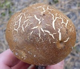 Imleria badia image