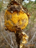 Cronartium quercuum image