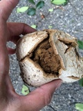 Mycenastrum corium image