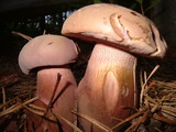 Tylopilus violatinctus image