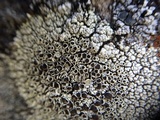 Lecanora argopholis image