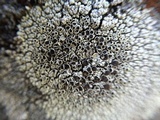 Lecanora argopholis image
