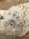 Peziza proteana f. proteana image