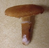 Cystodermella cinnabarina image