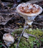 Ryvardenia campyla image