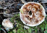 Ryvardenia campyla image