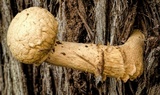 Boletellus dissiliens image