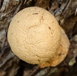 Boletellus dissiliens image