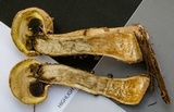 Boletellus dissiliens image