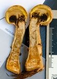 Boletellus dissiliens image