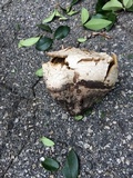 Mycenastrum corium image