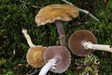 Cortinarius meleagris image