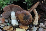 Cortinarius subcastanellus image