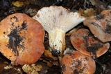 Lactarius clarkeae var. aurantioruber image