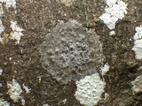 Pyrenula chlorospila image