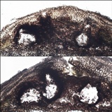 Pyrenula chlorospila image