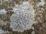 Julella vitrispora image