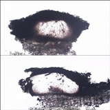 Julella vitrispora image