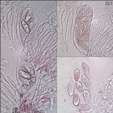 Julella vitrispora image