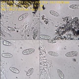 Julella vitrispora image