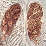 Julella vitrispora image