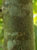 Arthopyrenia punctiformis image