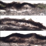 Arthopyrenia punctiformis image