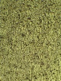 Pyrrhospora quernea image